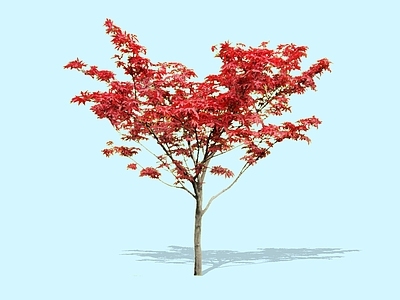 乔木 2D精品红枫 五角枫 色叶树 景观槭树 景观红枫