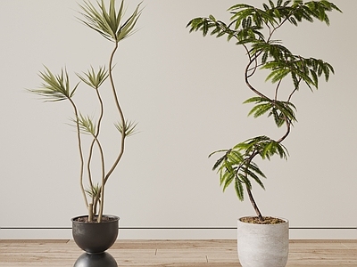 盆栽 现代植物盆栽 盆景 绿植 龙血树 密叶猴耳环