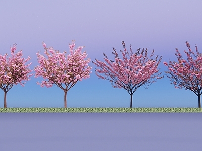 乔木 2D精品日本晚樱 日本晚樱 樱花树 景观花树 行道树樱花树
