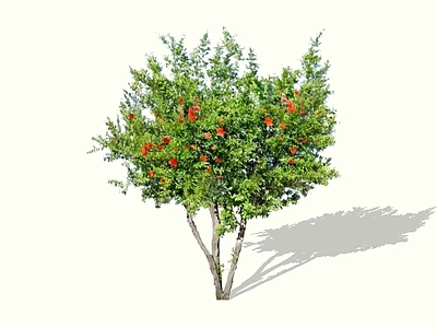 乔木 2D石榴树 花石榴 月季石榴 四季石榴 石榴开花树