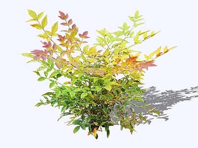 灌木 2D 南天竹 蓝田竹