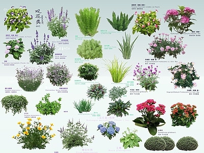 灌木 网红景观灌木植物 带标注景观植物 彩色灌木花卉植物 公园花境植物组团 商业地产小区植物