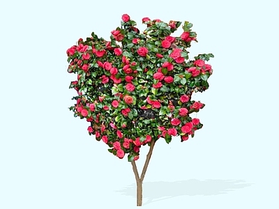 乔木 2D 山茶花 花乔木 茶梅 山茶花乔木