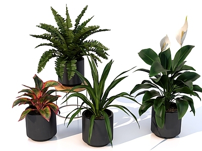 盆栽 室内植物盆栽绿植