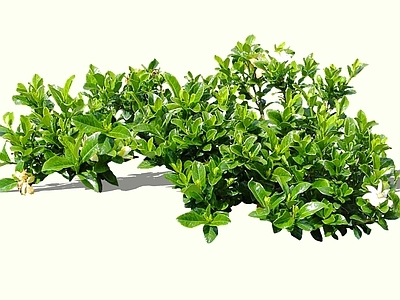 灌木 2D栀子花 林兰 栀子 木丹 黄叶下