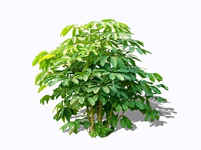 灌木 2D鸭脚木 伞托树 鹅掌柴 鸭脚皮 五指通