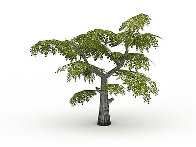 现代景观树