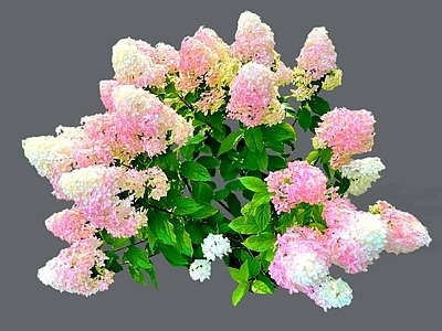 灌木 2D圆锥绣球 绣球花 花镜植物 庭院植物 花镜花坛植物