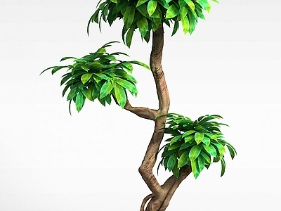现代公园灌木