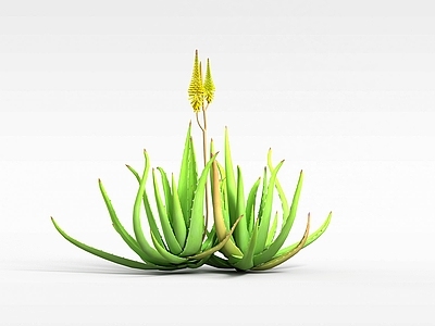 现代芦荟