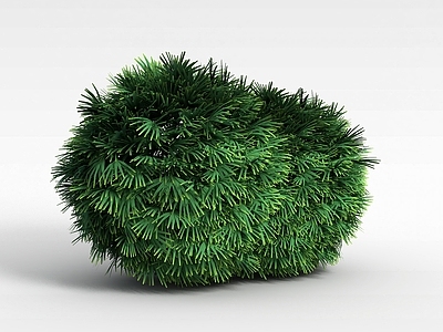 现代灌木