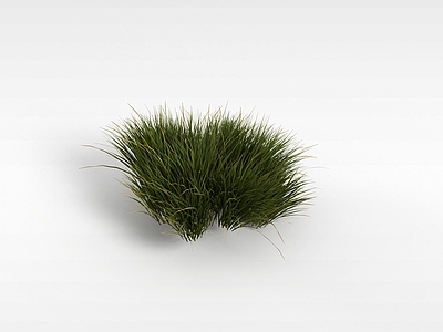 现代公园小草