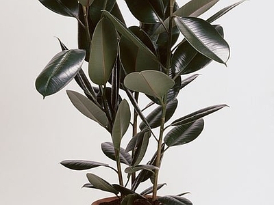盆栽 现代绿植盆栽