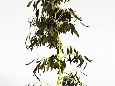 现代绿植灌木