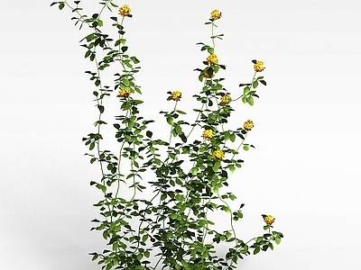 现代开花绿植