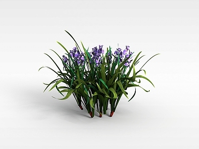 现代兰花