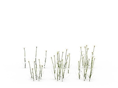 现代花草植物