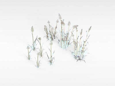现代芒草