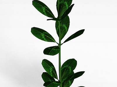 现代绿叶植物