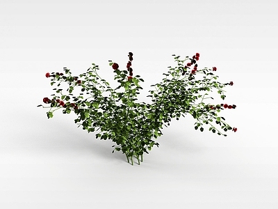 现代月季花