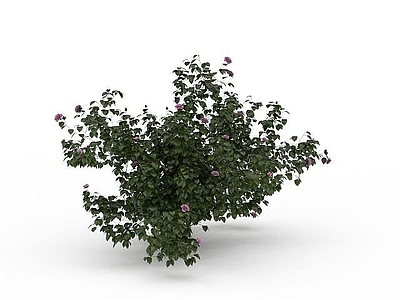现代芍药花