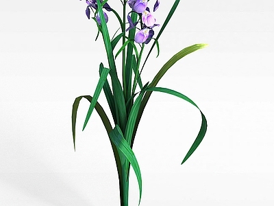 现代兰花