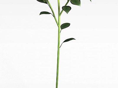 现代月季花