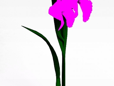 现代花朵兰草
