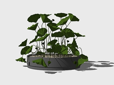 盆栽 盆栽