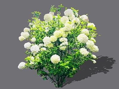 灌木 2D木本绣球 木绣球 中华木绣球 木绣球灌木