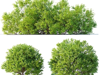 其他树木 鼠李树 果树