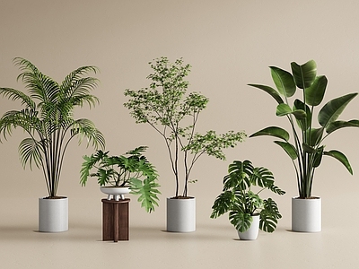 盆栽 绿植盆栽 植物盆栽 吊钟 天堂鸟 散尾葵