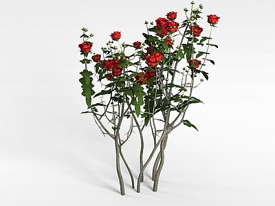 现代佛龛 玫瑰花株