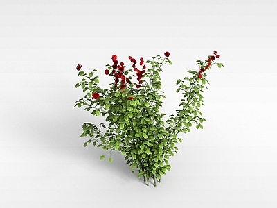 现代佛龛 植株