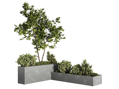 景观树 景观树 现代行道树 乔木 城市树木 公园景观树池