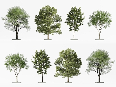 景观树 城市树木 庭院树木 现代树 景观树 乔木