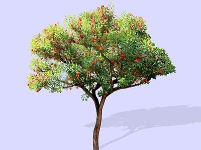乔木 2D石榴树 石榴果树 若榴木 涂林 花石榴