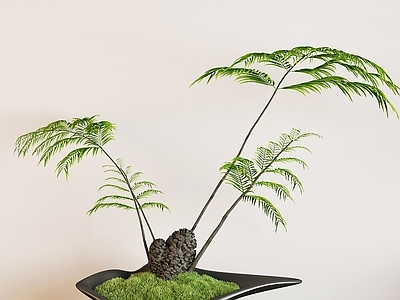 盆栽 蕨类盆栽 绿植盆栽 盆栽 苔藓