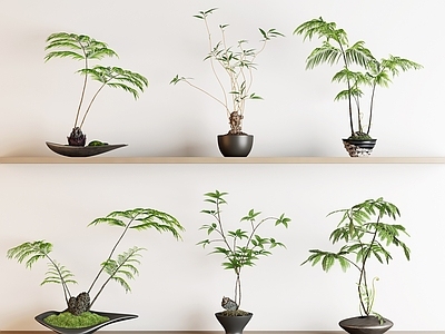 盆栽 蕨类盆栽 绿植盆栽 盆栽 苔藓