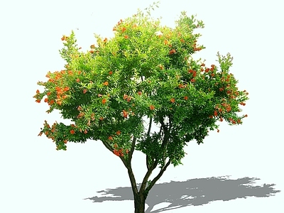 乔木 2D石榴树 花石榴 月季石榴 四季石榴 石榴开花树