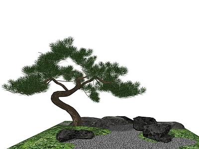 乔木 迎客松造型松 弯杆黑松斜飘松 精美庭院树主景树 中式禅意松树