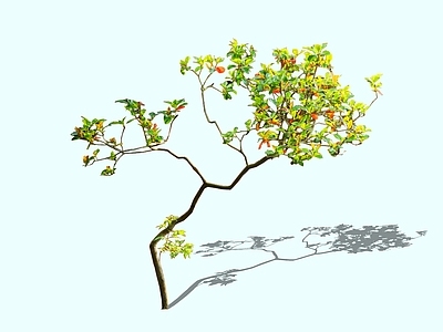 乔木 2D精品海岛春花 石斑木 报春花 杂木风庭院造型 意境营造植物