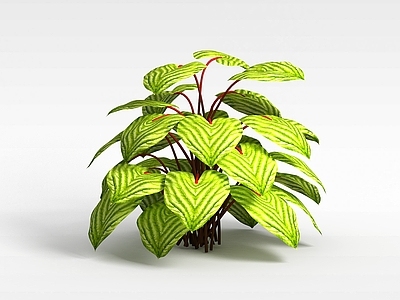 现代圆叶竹芋