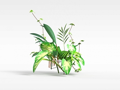 现代观赏花草