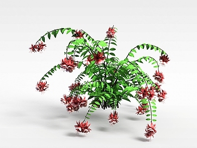 现代开花绿植