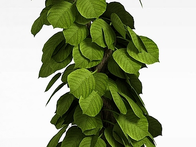现代观叶植物