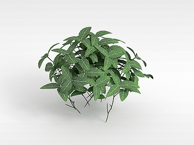 现代观叶植物