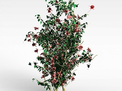 现代开花灌木