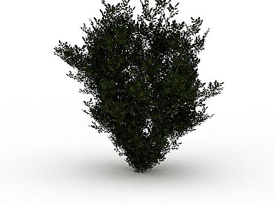 现代灌木植物