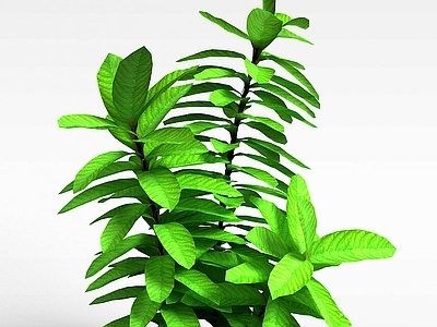 现代观叶绿植灌木
